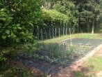 Vegetable garden